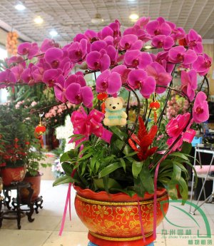 12支超大盆蝴蝶兰