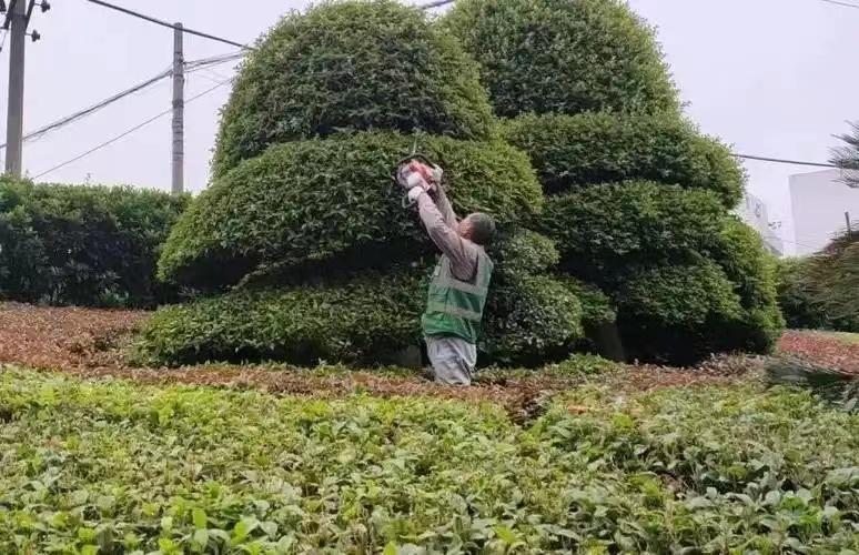 绿化养护1